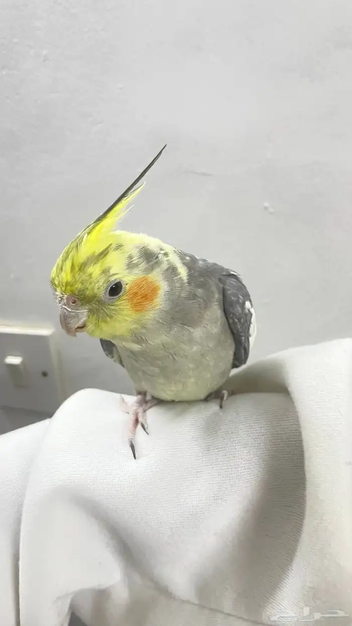 كروان اليف 2