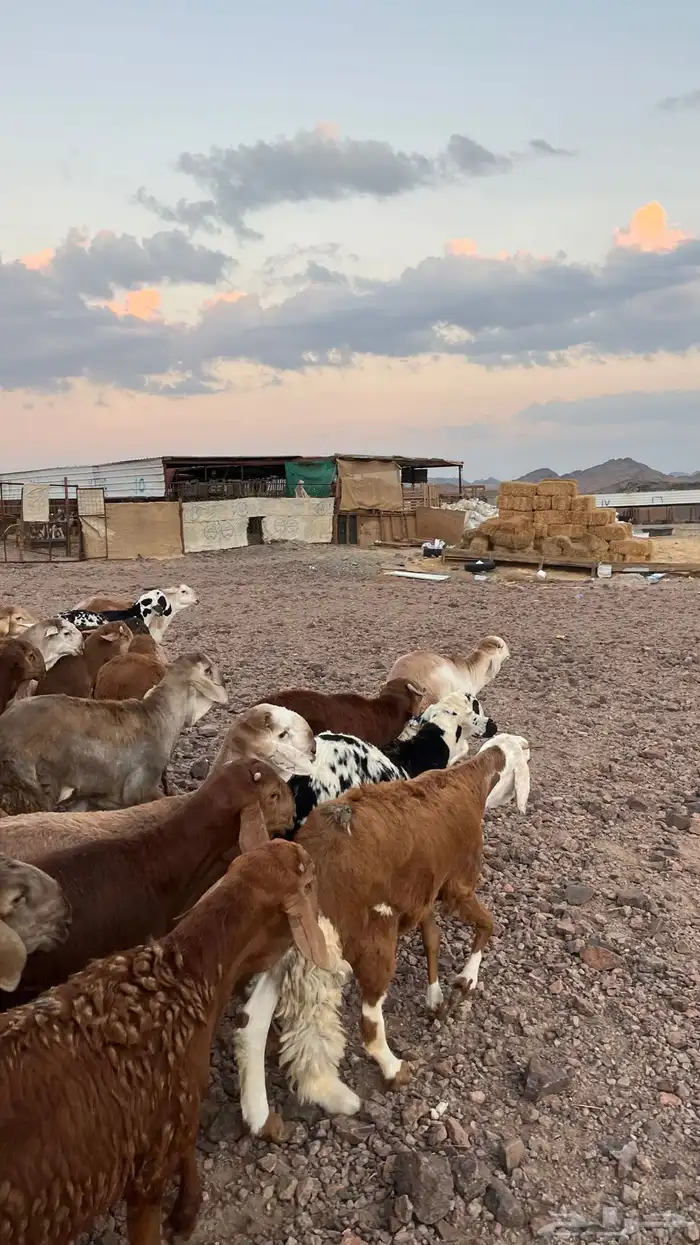 طليان سواكن حمري جادعان مرابى شرط مناسبات زواجات 21