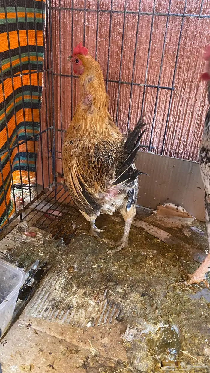 دجاج للبيع 2