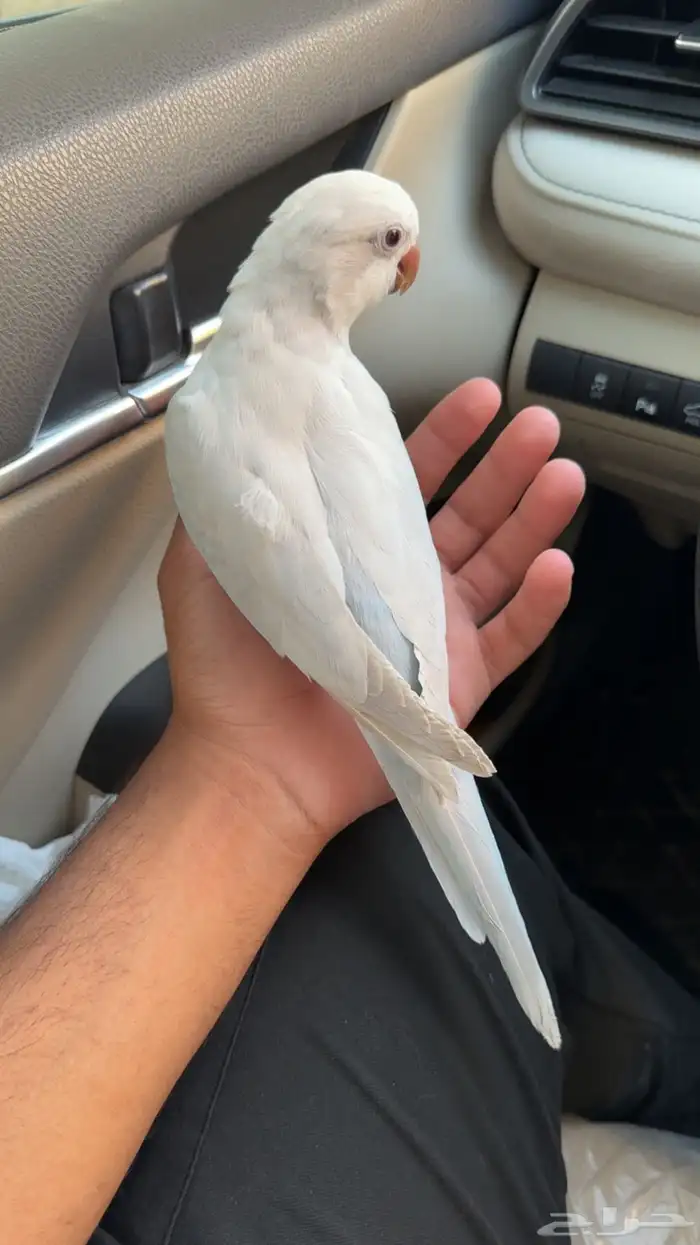 كويكر دايلوت للبيع 0