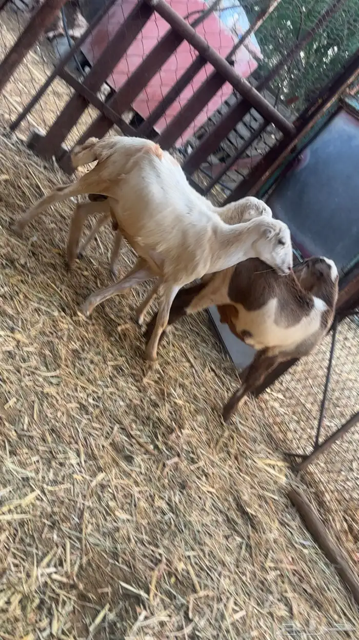 طليان تربيه 0