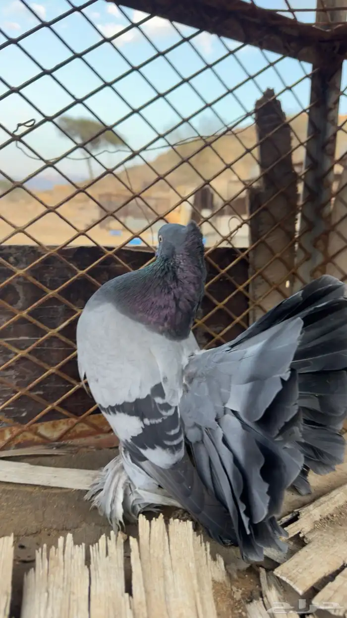 للبيع رقاص هندي 5