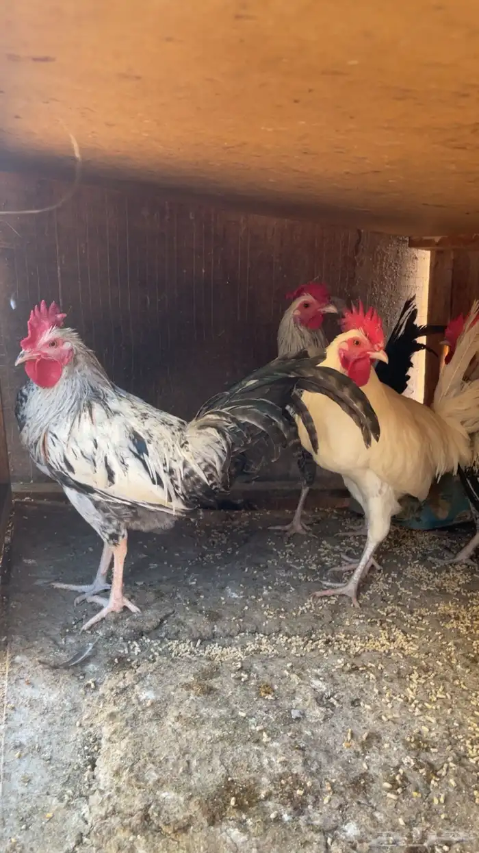 ديوك فيومي. و بلدي 5