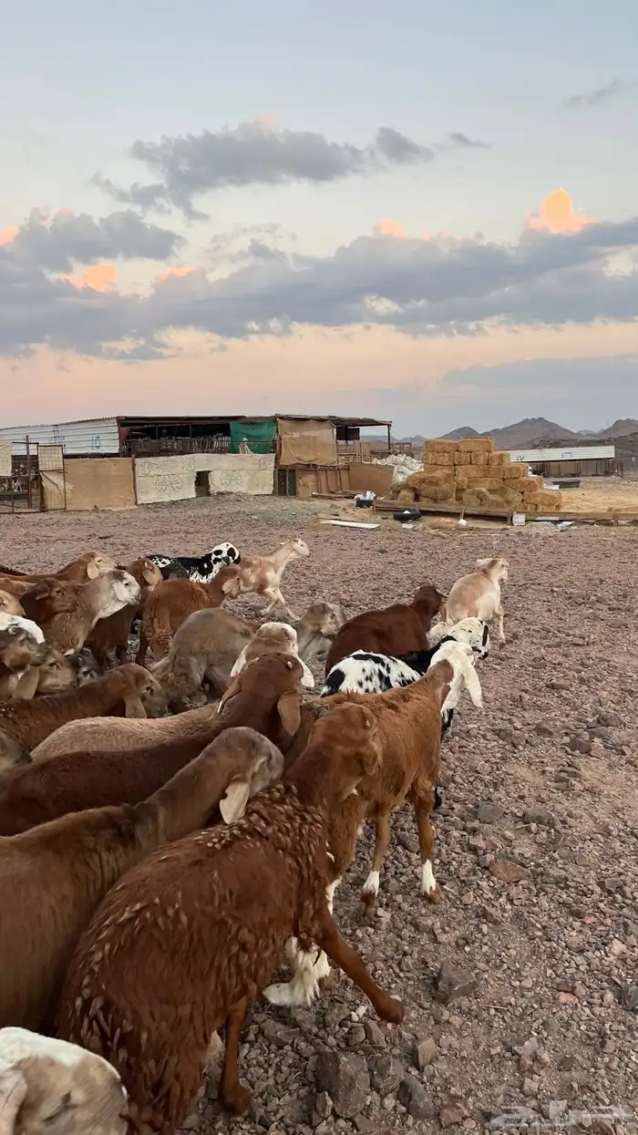 طليان سواكن حمري جادعان مرابى شرط مناسبات زواجات 20