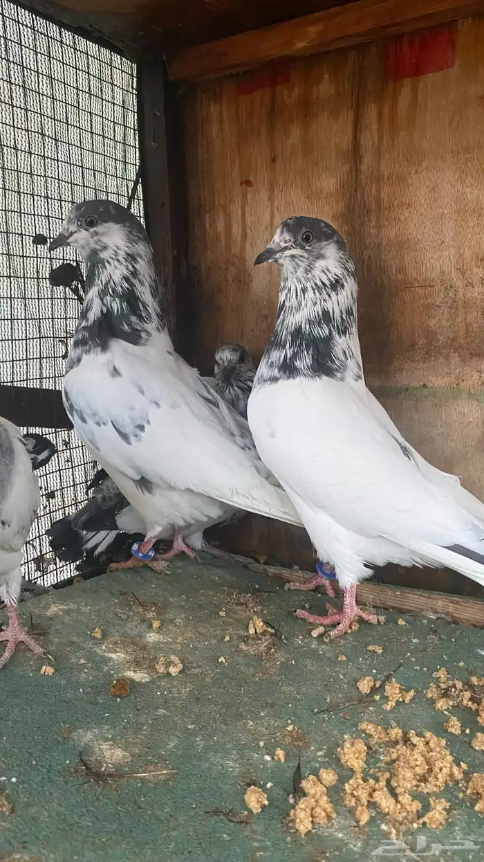 جوز بتيراء بعياله 0