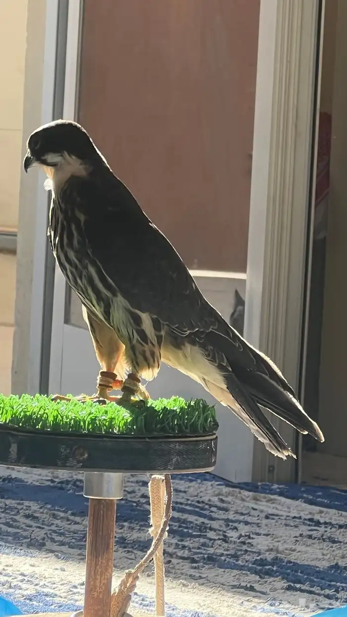 بكه تم البيع 1