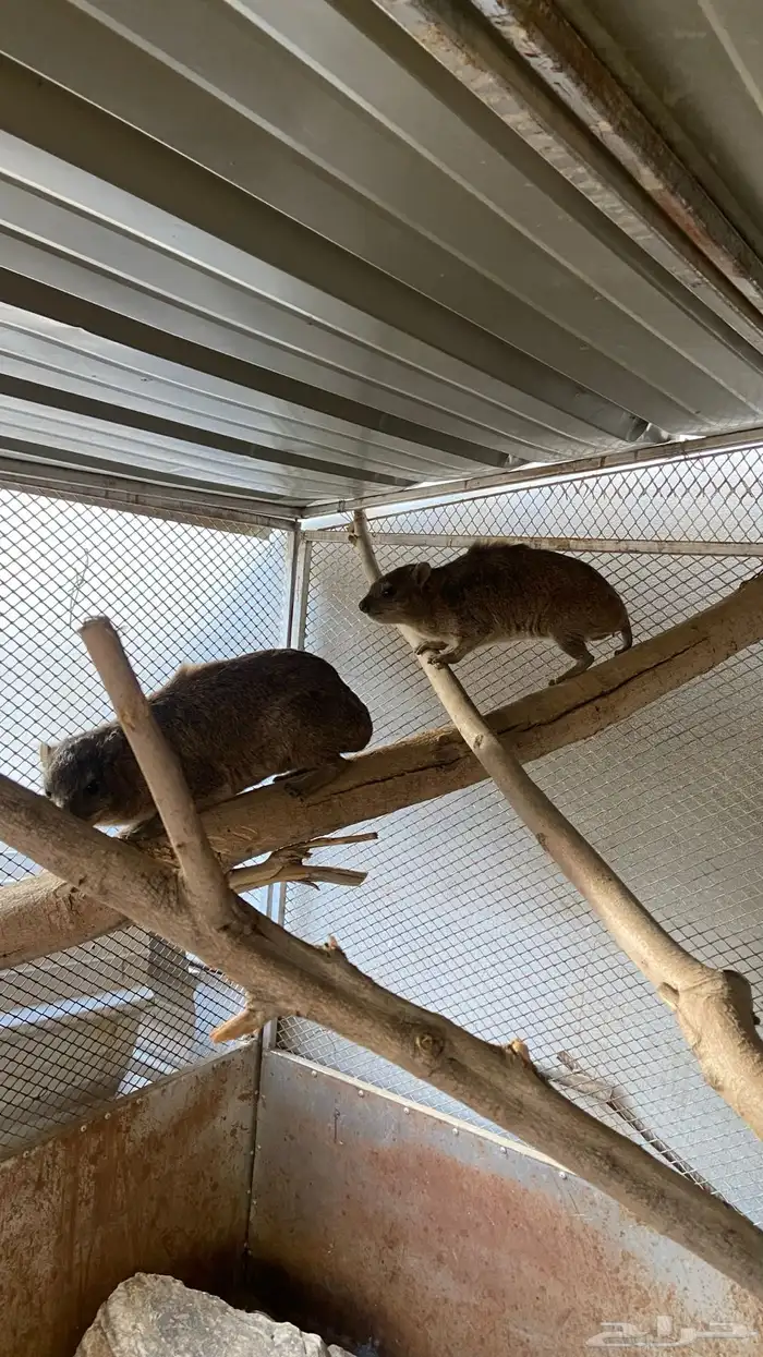 وبر ان بر يه 0