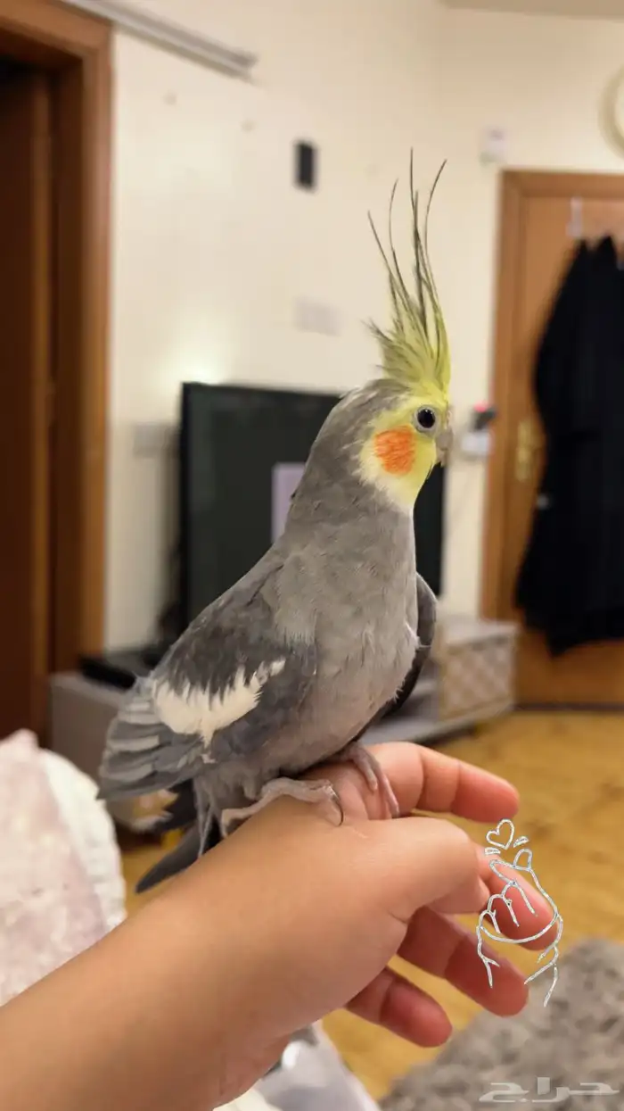 طير كروان ذكر العمر سنه ونص 1