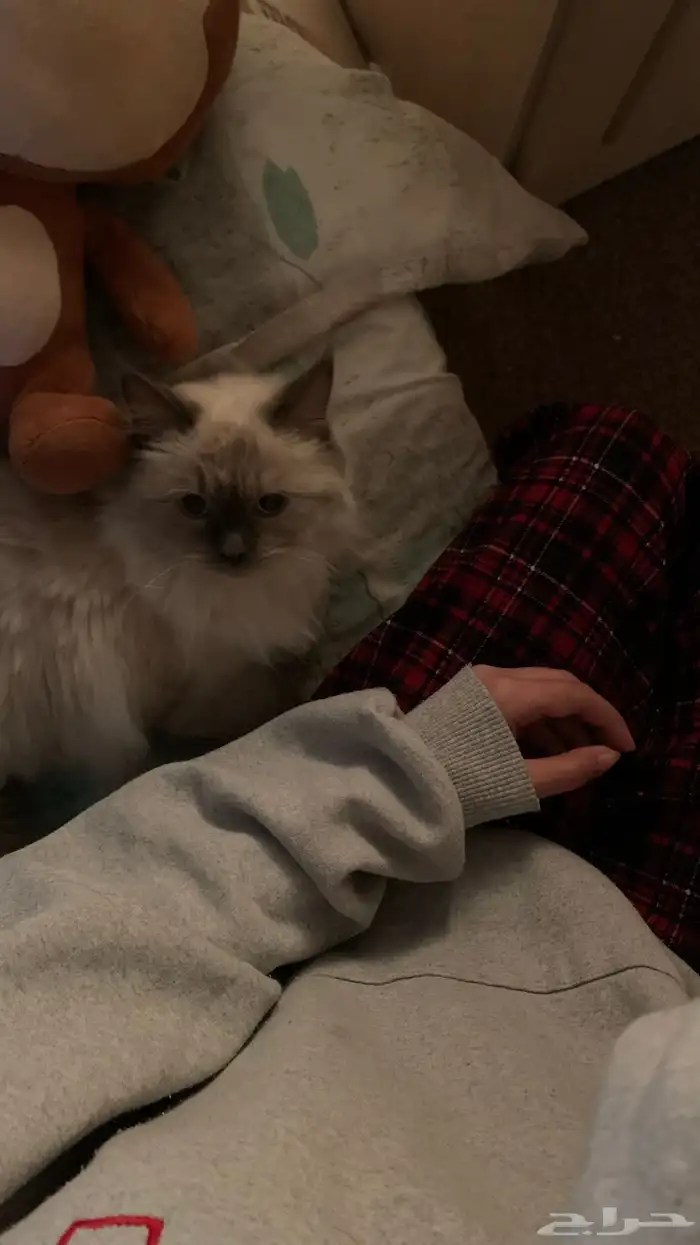 قطة للتزاوج 1