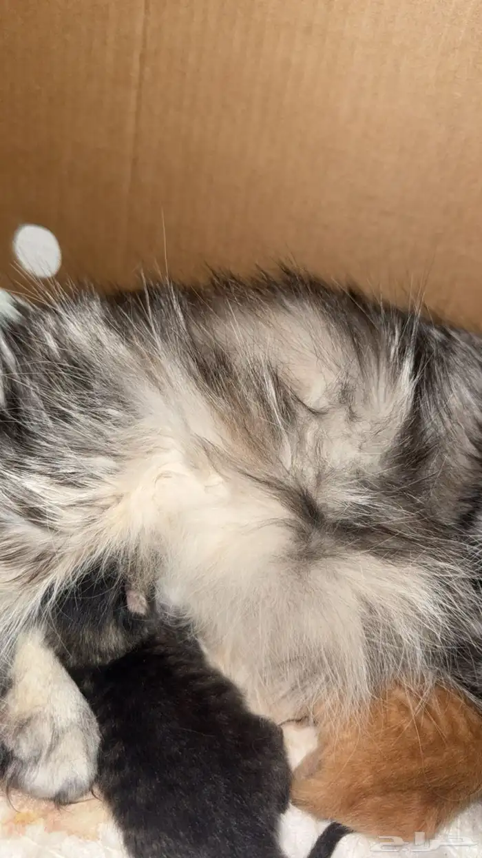 قطط للبيع سكوتش 2