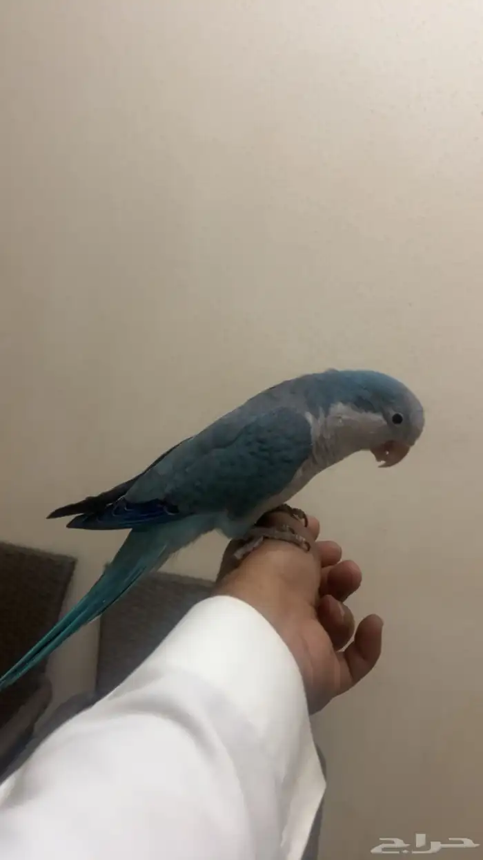 كويكر الراهب ازرق هدد وولافه وتربيه 1