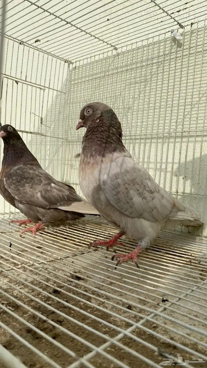 حمام قلاب كوره ألوان نوادر 5