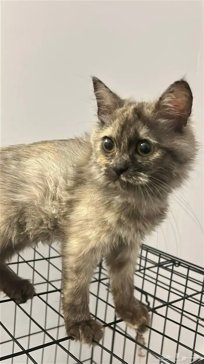 قطط للتبني 0