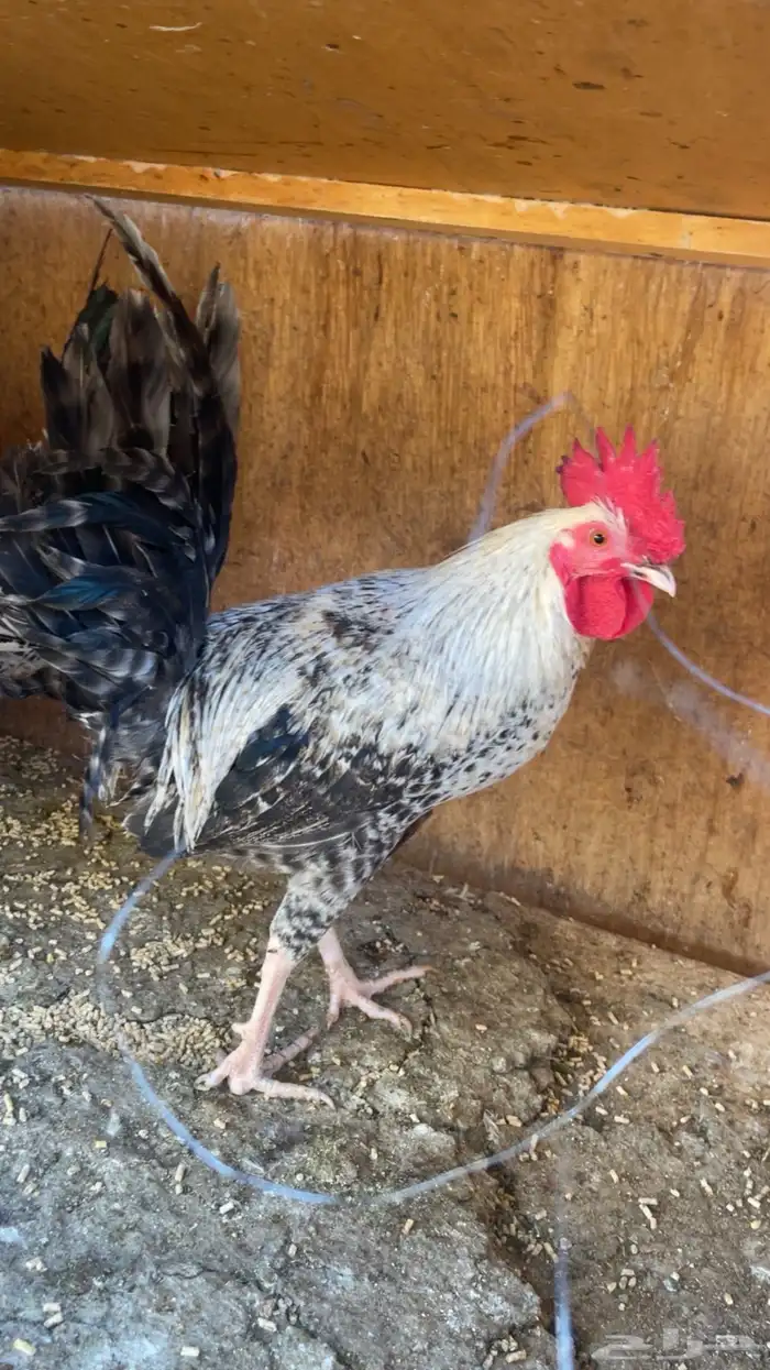 ديوك فيومي. و بلدي 4