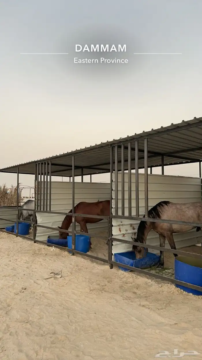 مربط نوادر الخيل 2