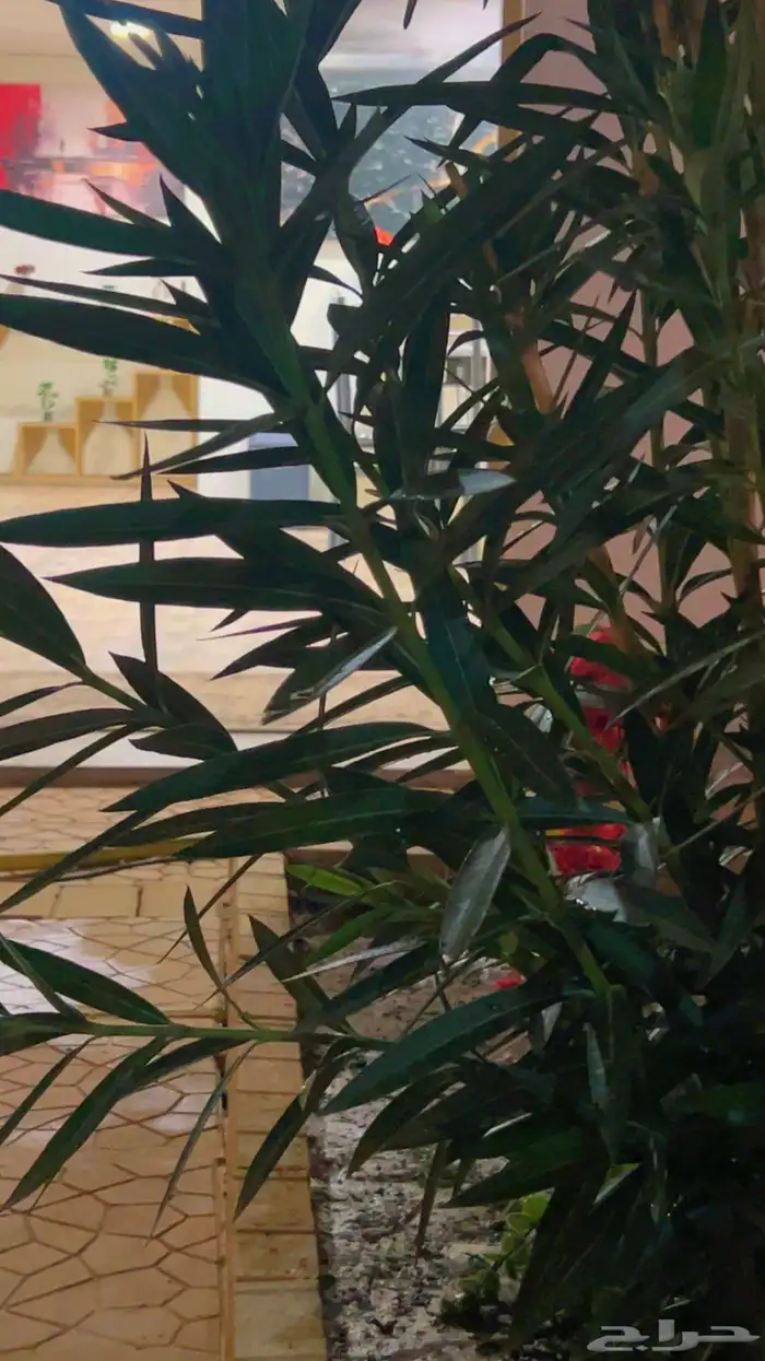 شاليه استراحه للايجار 24