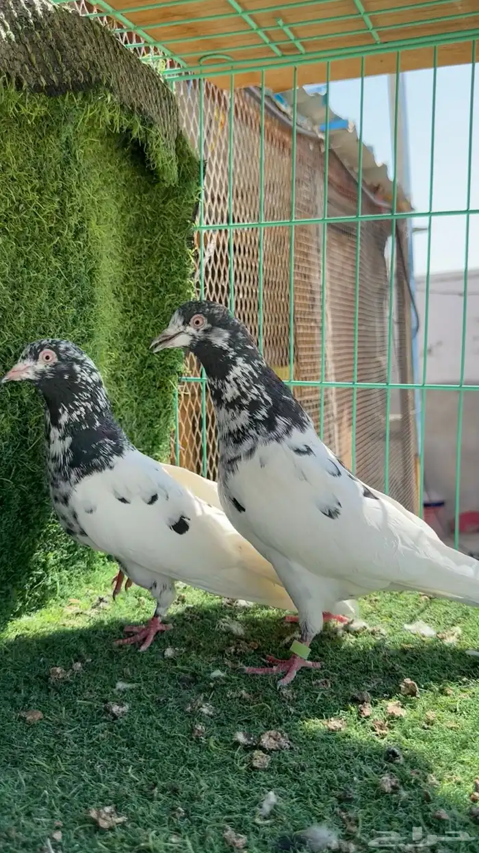 تيدي جونسرا TOB 2