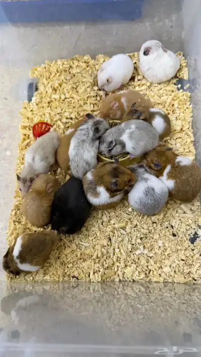 هامستر سوري منتجات index