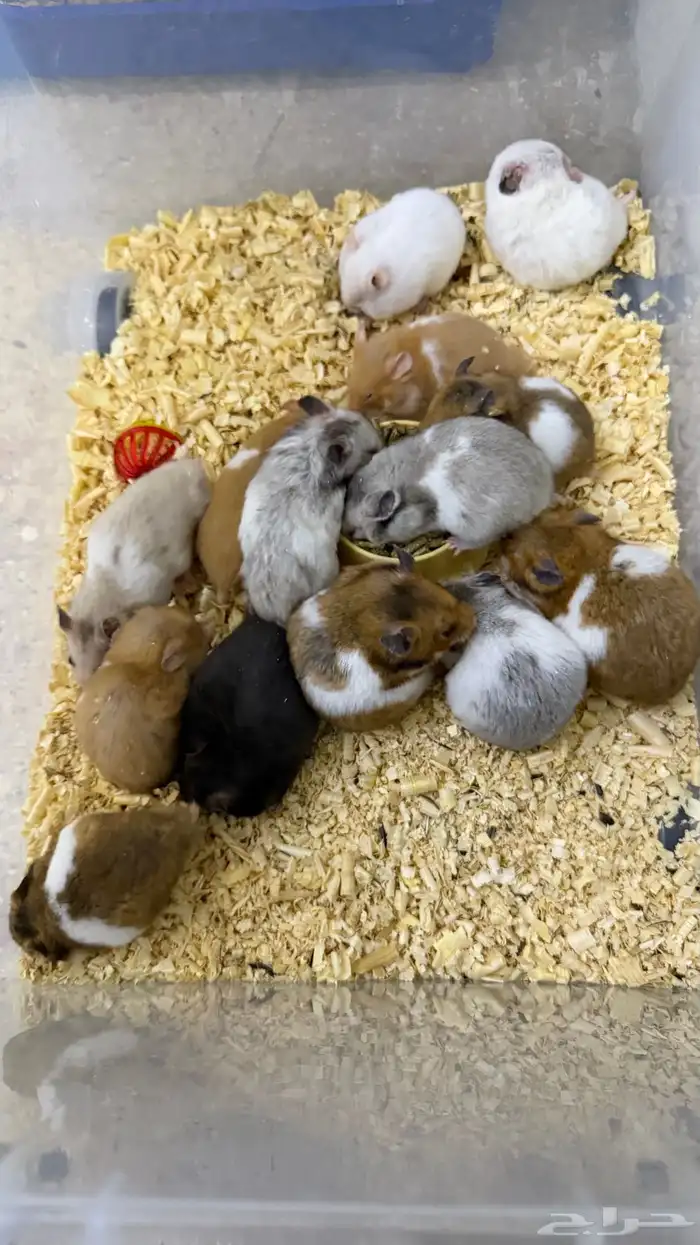 هامستر سوري منتجات 1