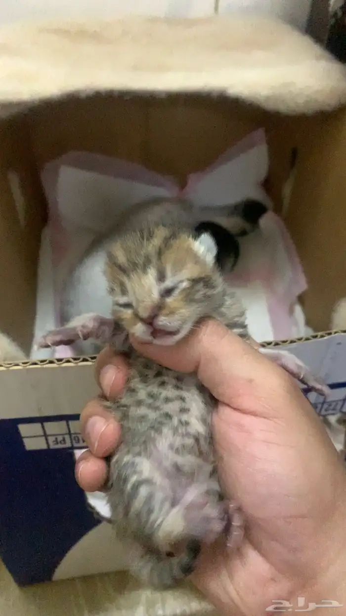 سكوتش قولد 2