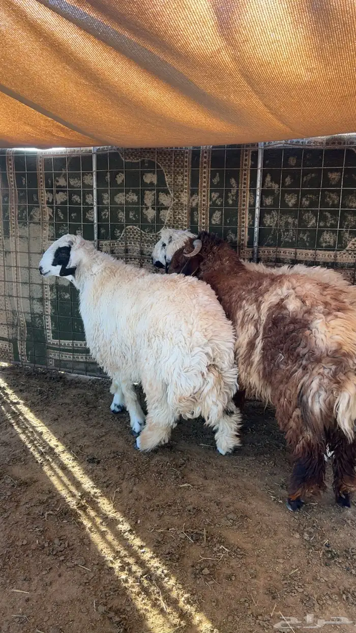 3 خرفان طيبات 0