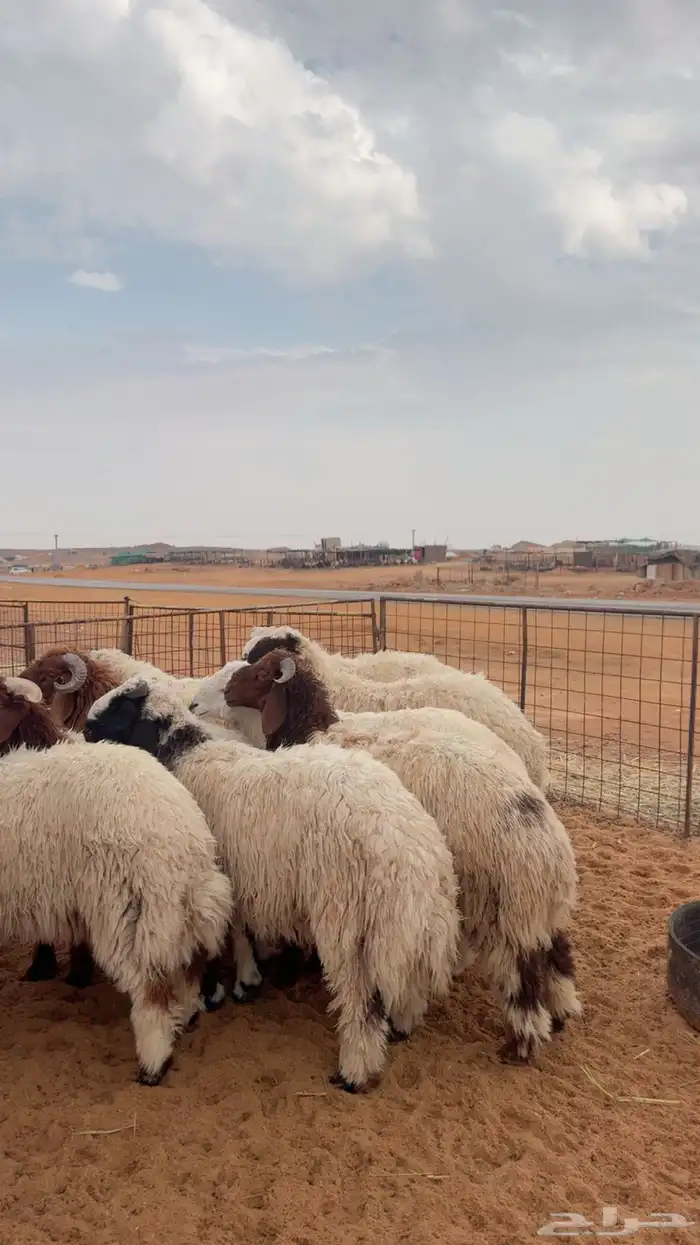 نعيم وحري العدد 12 جبر 8