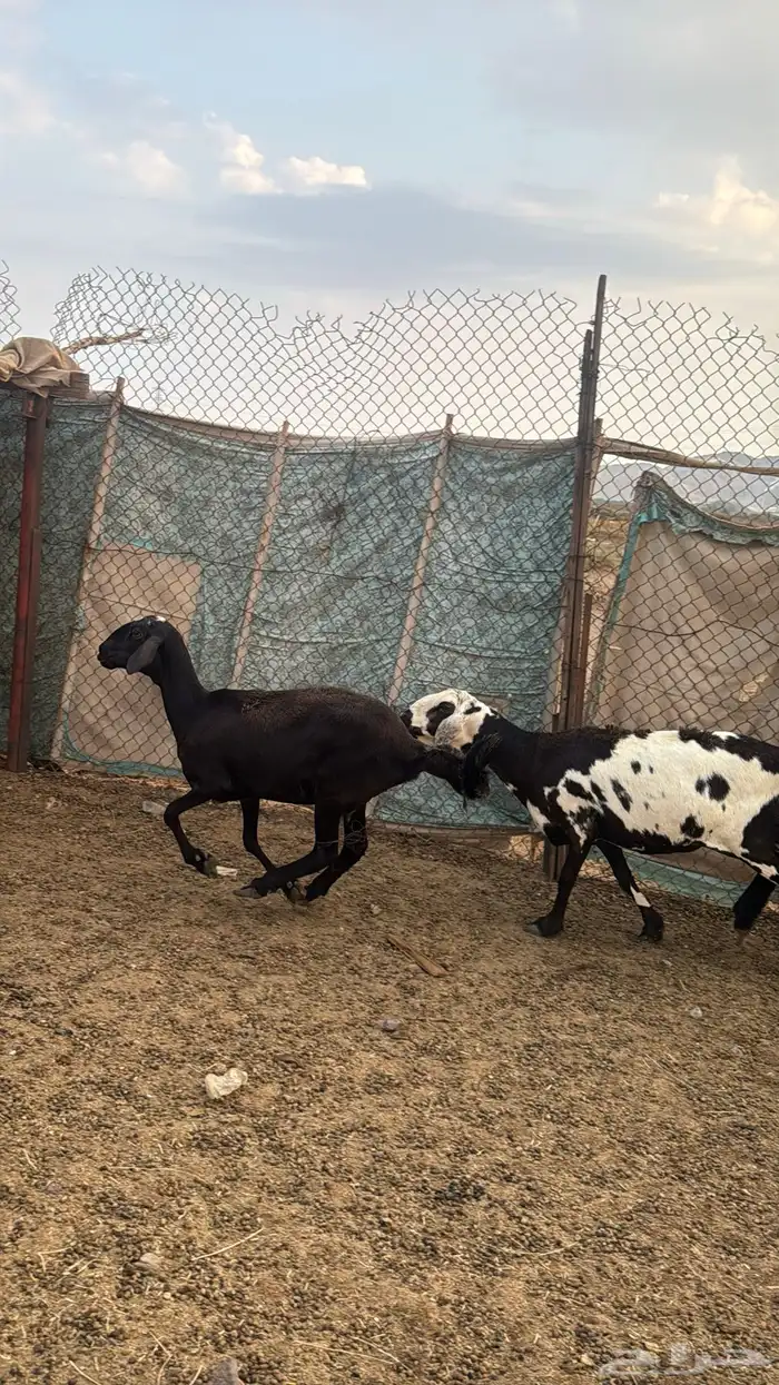 للبيع 2 سواكن دفيع 7