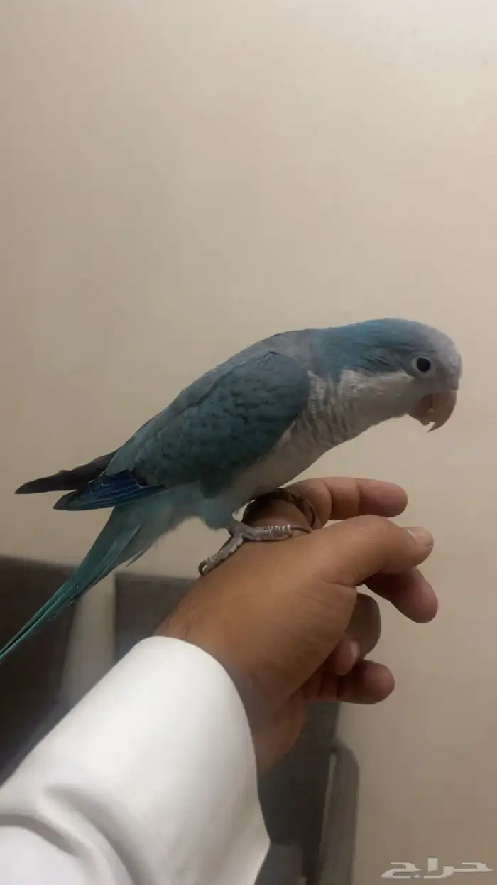 كويكر الراهب ازرق هدد وولافه وتربيه 4