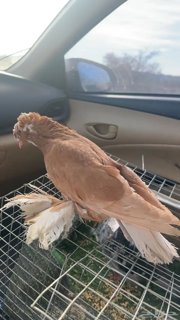 حمام كشكشي 2