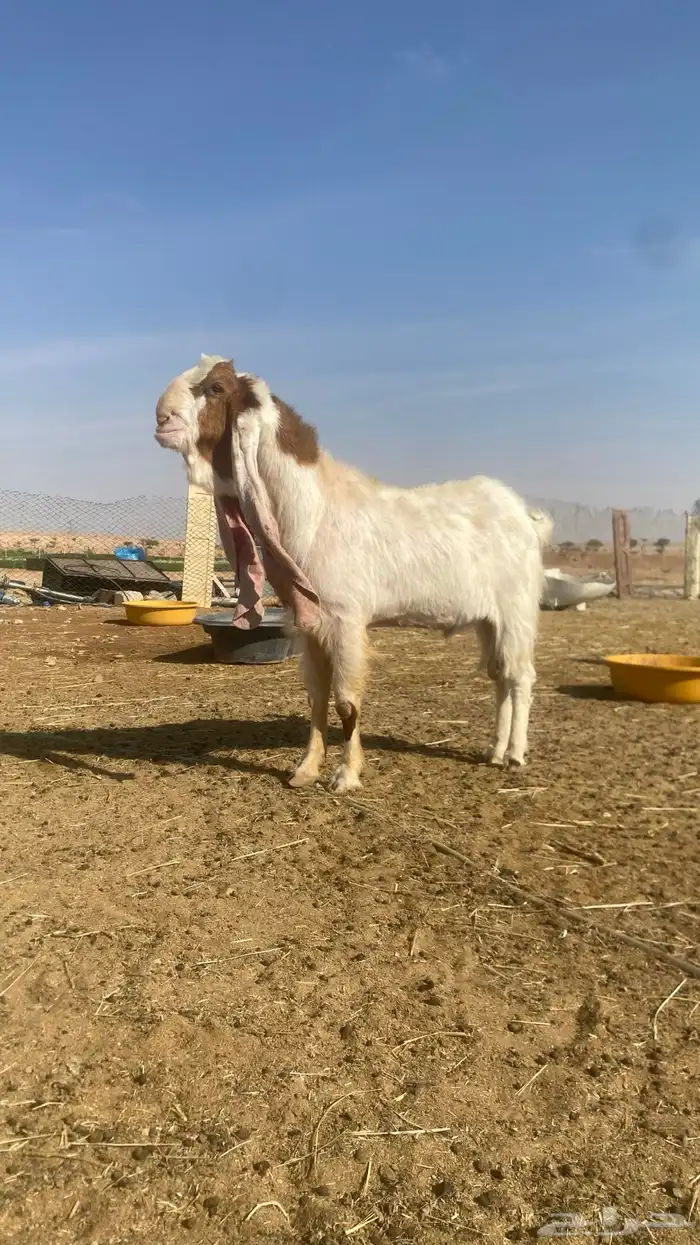 للبيع فحل هولندي طيب انتاج فاخر جرم طيب 0