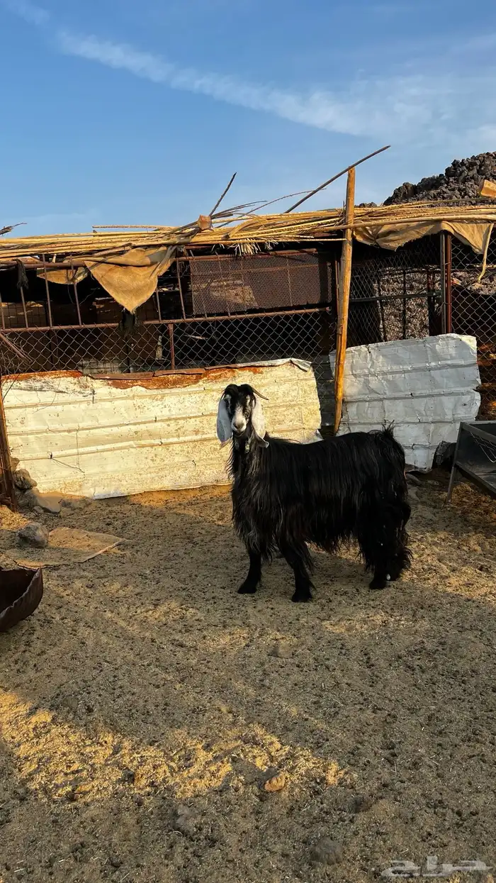 عنز عارضيه 0