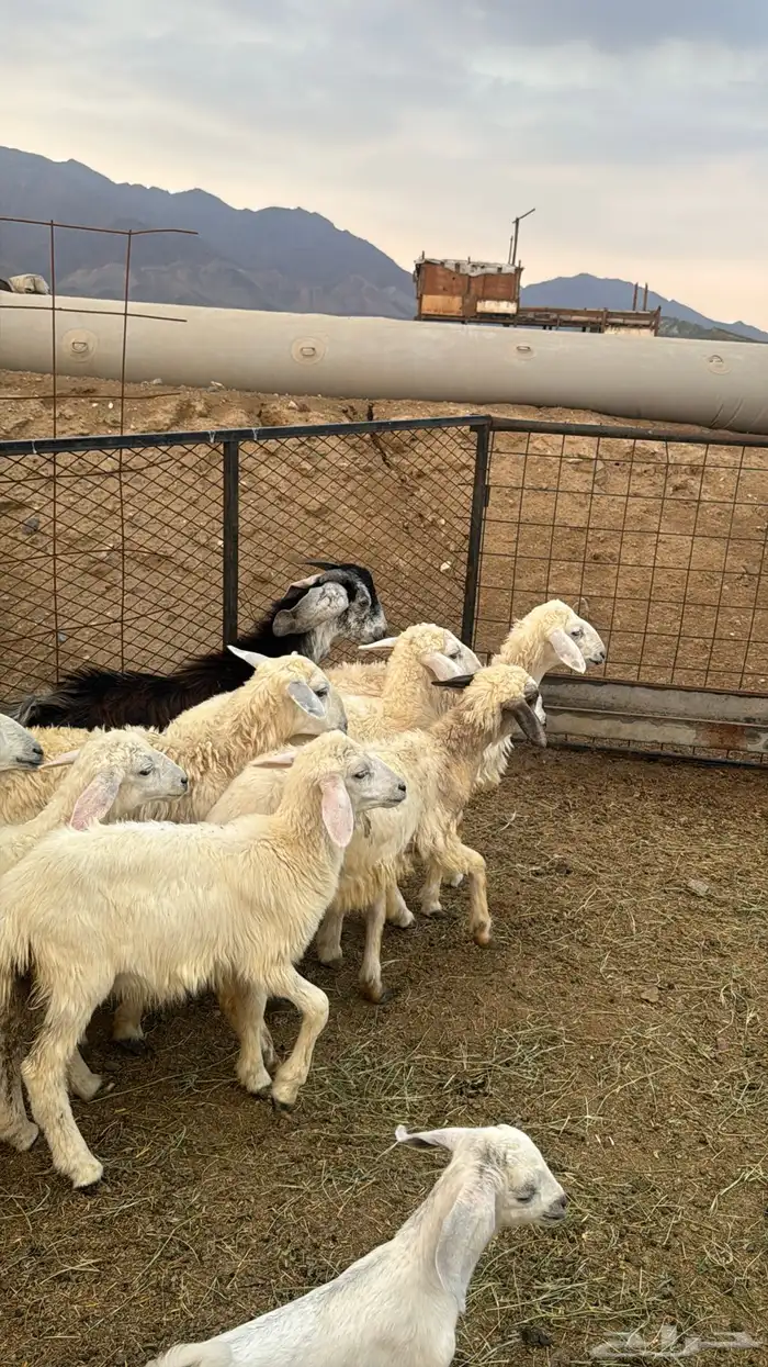 للبيع بهم حريات 9 روس ترييه من 720ريال 14