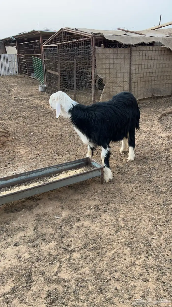 طلي نجدي صنف 1