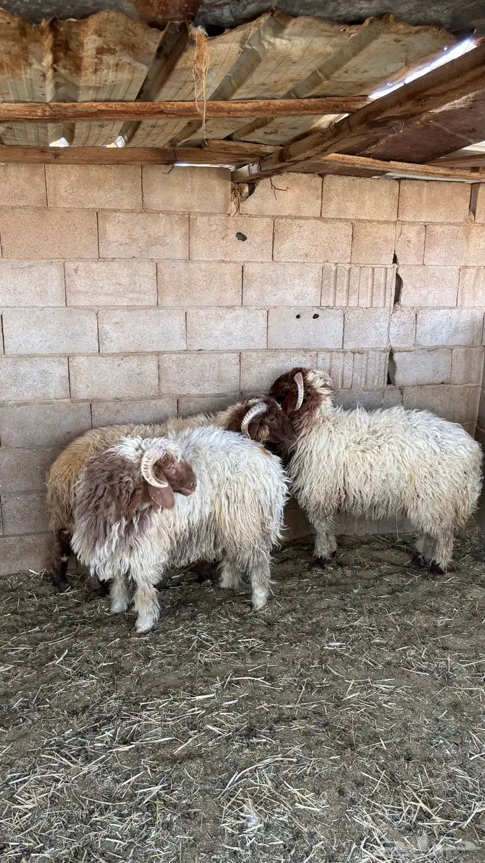 خرفان نعيم جذعان 1