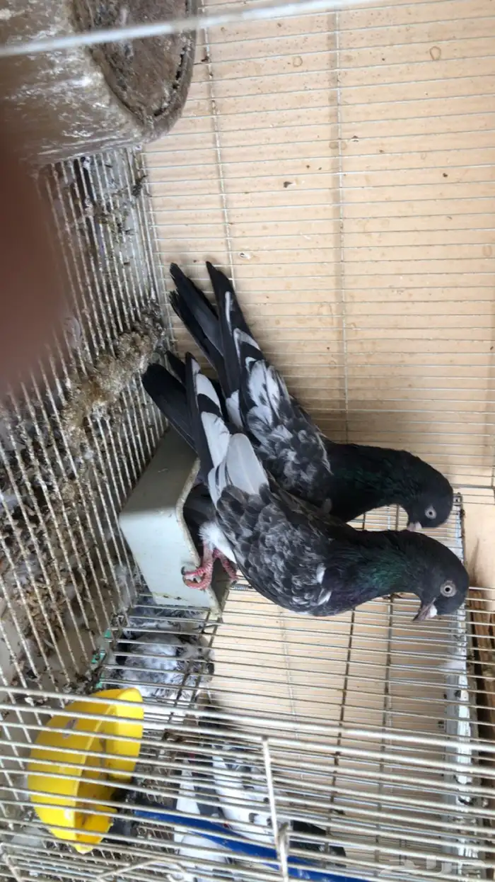 حمام باكستاني 0