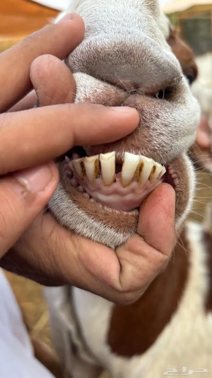 معزا هولنديات فواخر عنز وبنتها 9