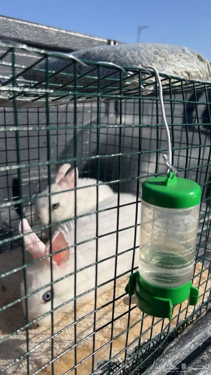 ارانب القزم الحجم مايكبر سليمه ونظاف تربيه بيت 0