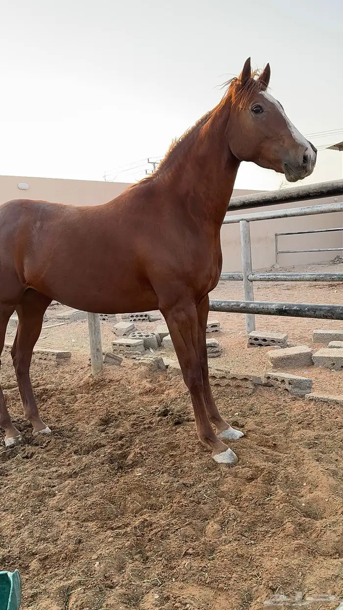 فرس انجليزية للبيع 0