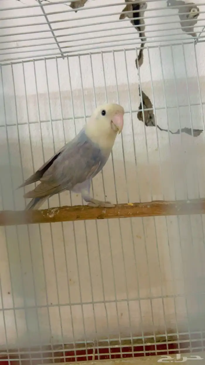 جوز روز منتج 1