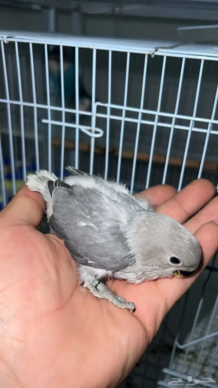 للبيع فرخ روز الي توقف عليه سومه نصيبه 0