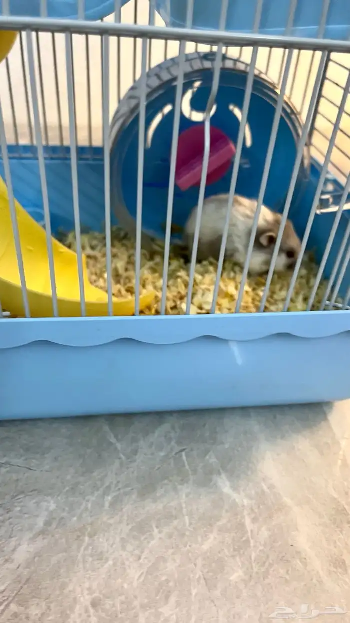 هامستر روسي 3