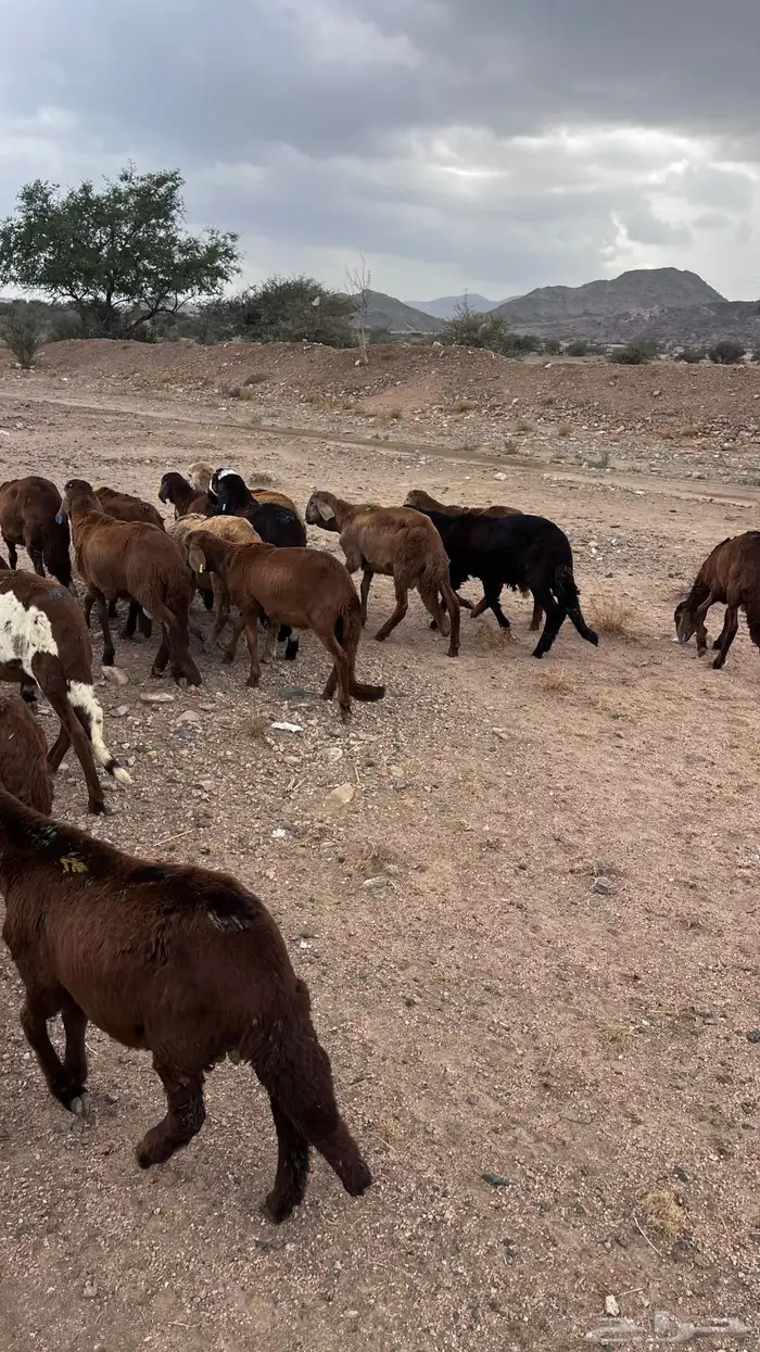 طليان سواكن حمري 5