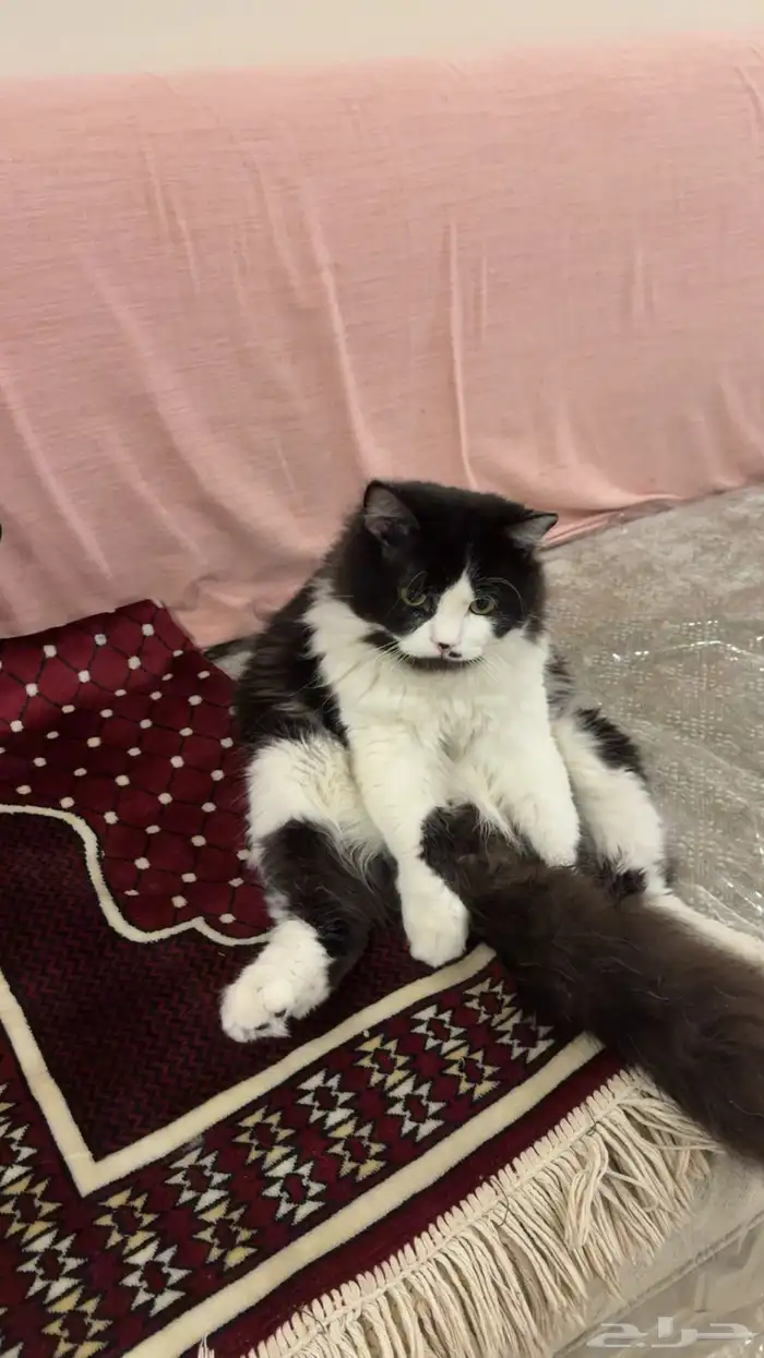 قطط للتبني 3