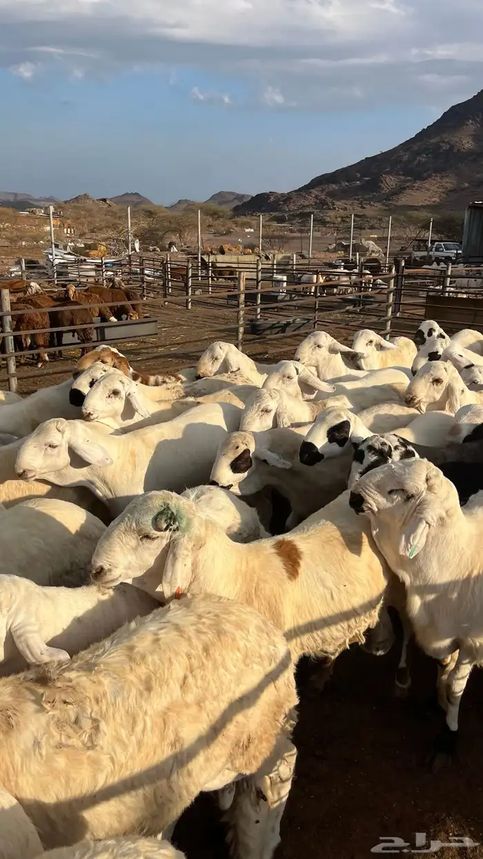 طليان سواكن جادعان شبيه الحري 12