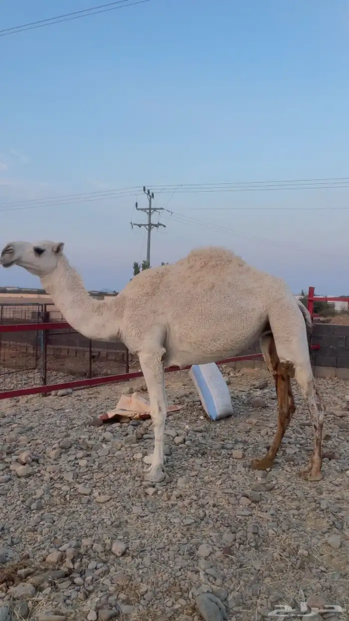 بكار للبيع ( تم البيع) 5