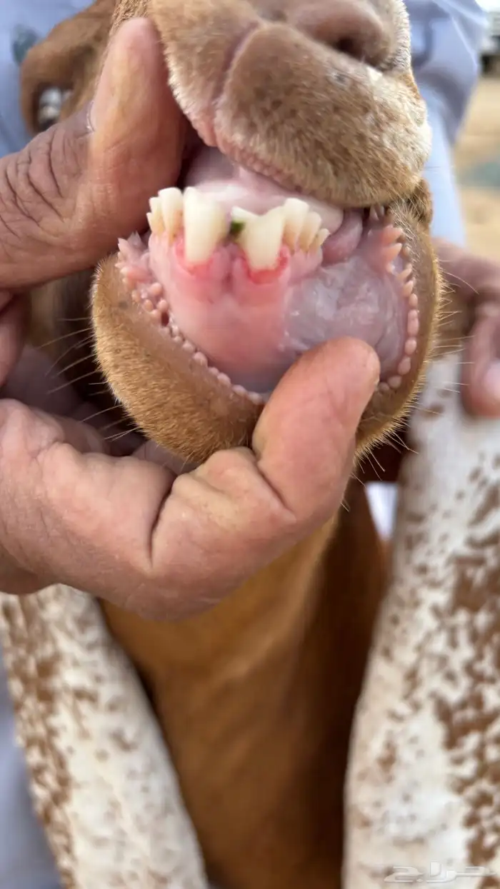 معزا هولنديات فواخر عنز وبنتها 10