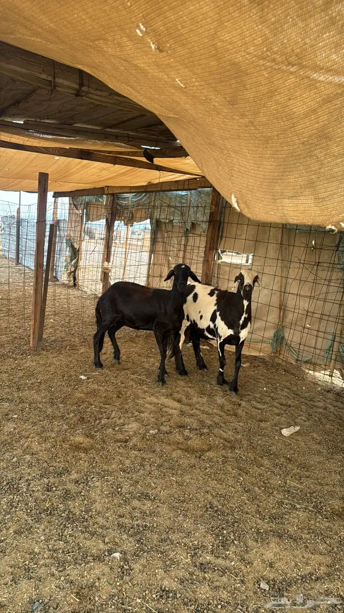 للبيع 2 سواكن دفيع 5