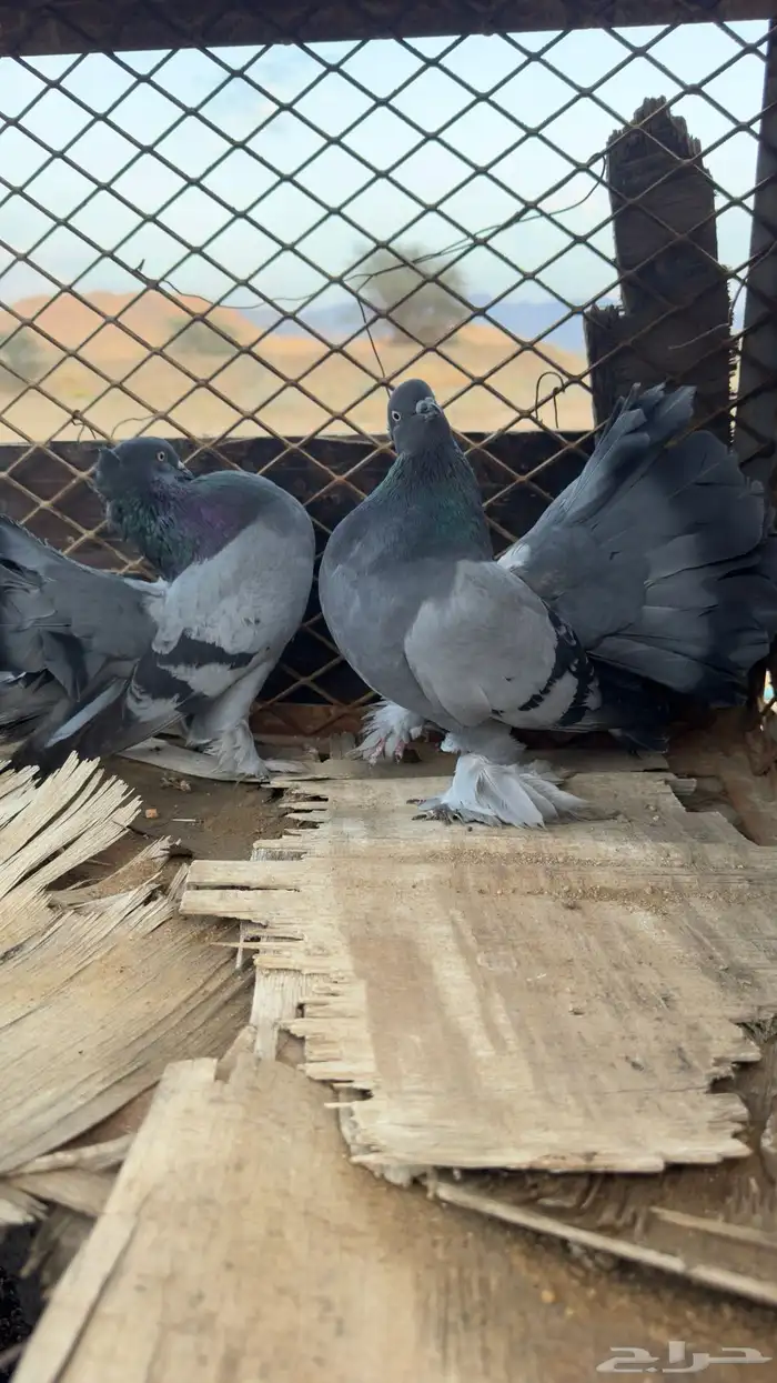 للبيع رقاص هندي 8