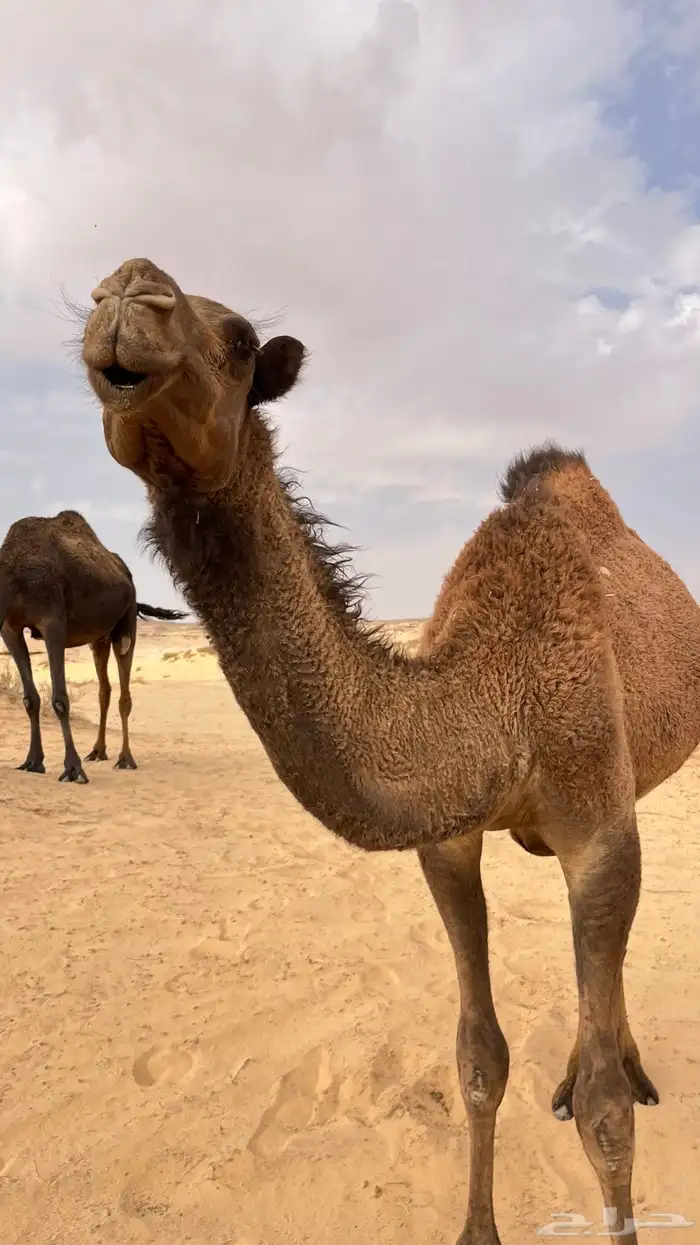 ماشاءالله للبيع بكرا صفرا من جمل طيب 1