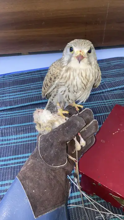 شبوو ط وحش 0